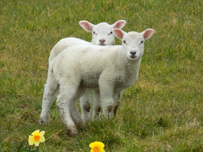 Animal young cute