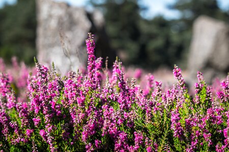 Flowers heathland pink photo