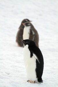 Penguin antarctica small animals