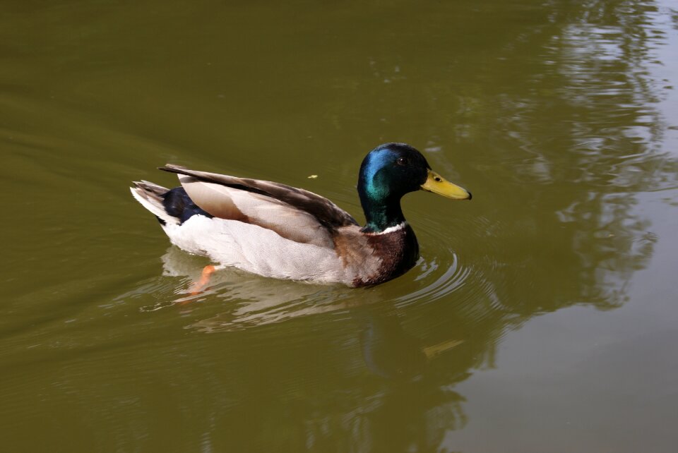 Wildlife animal river