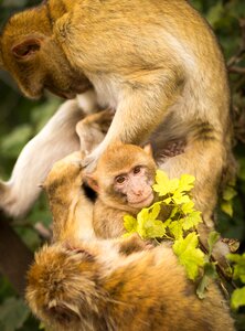 Animals jungle forest