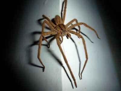 Arachnid night darkness