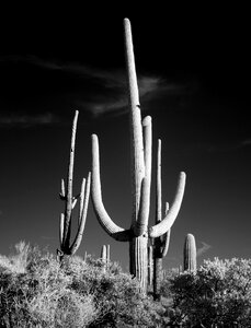 Saguaro desert prairie photo