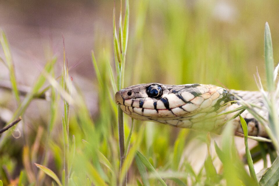 Macro reptile eye