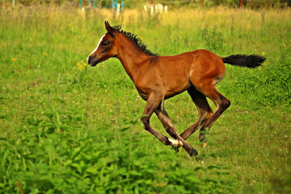 Thoroughbred arabian pasture suckling