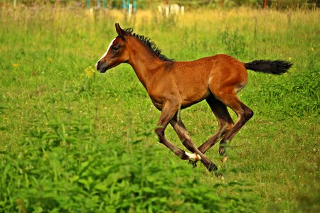 Thoroughbred arabian pasture suckling photo