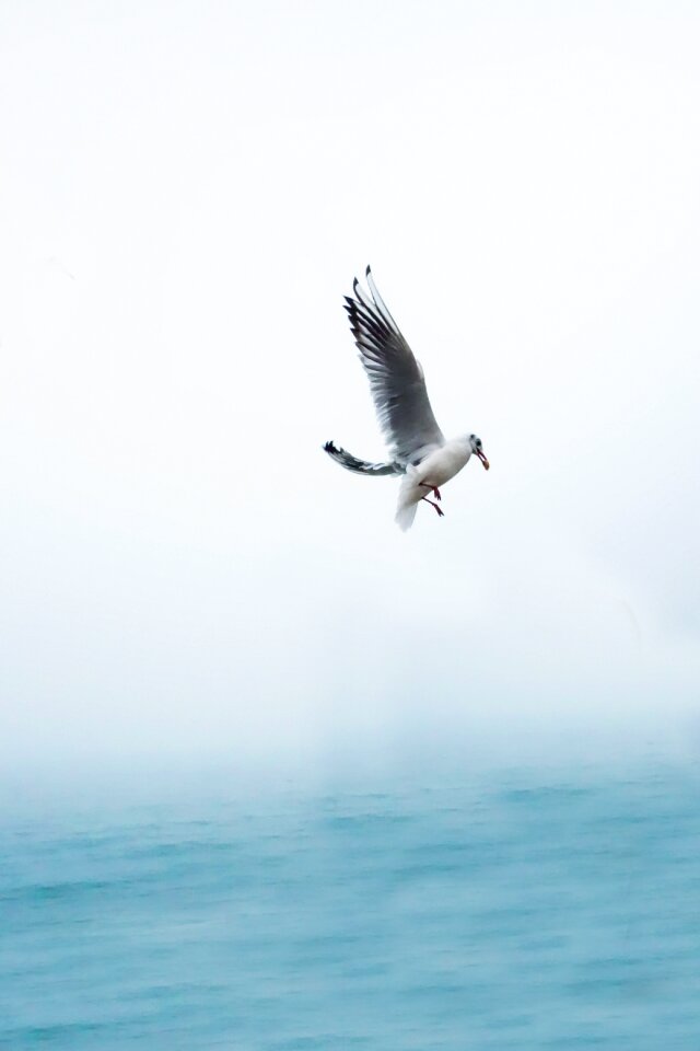 Wing bird sea