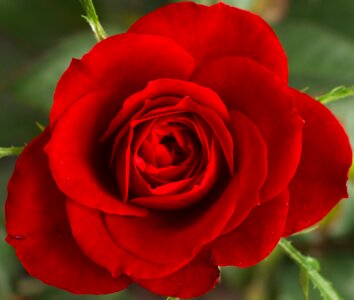 Flora roses love