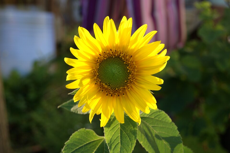 Sun sunny sunlight