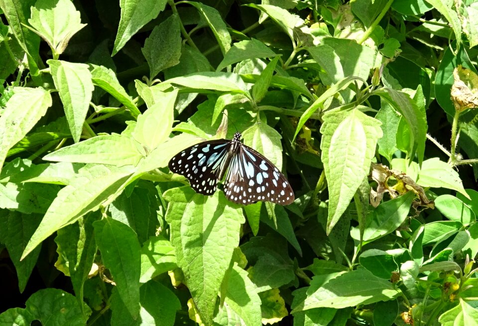 Insect migratory fauna