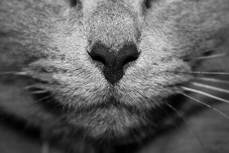 Animal close-up heart