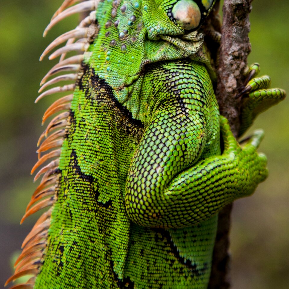Reptile green scales
