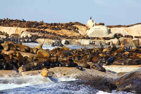 Seals rocks amazing photo