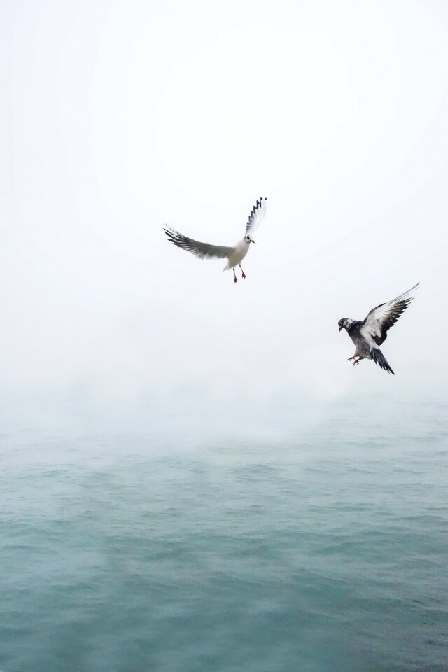 Bird sea flying