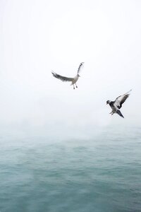 Bird sea flying photo