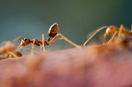 Insects little tiny