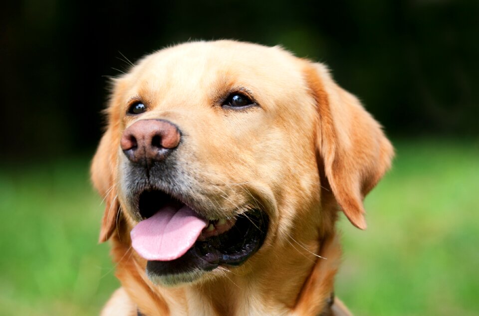 Out dog head nature