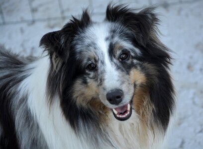 Female nature domestic animal