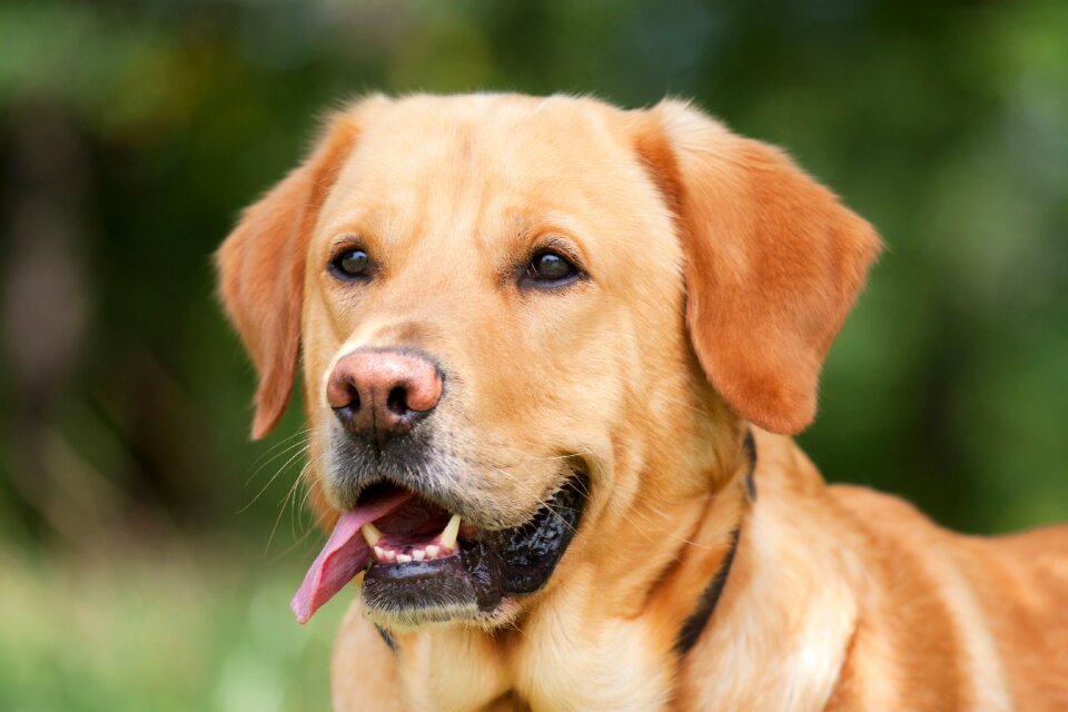 Out dog head nature