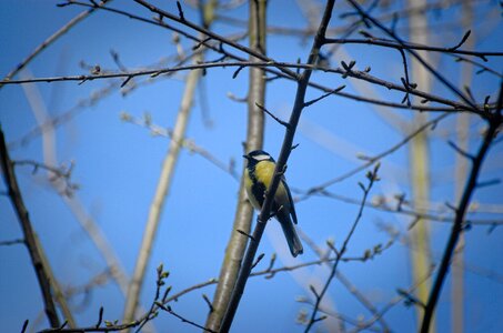 Songbird spring branch