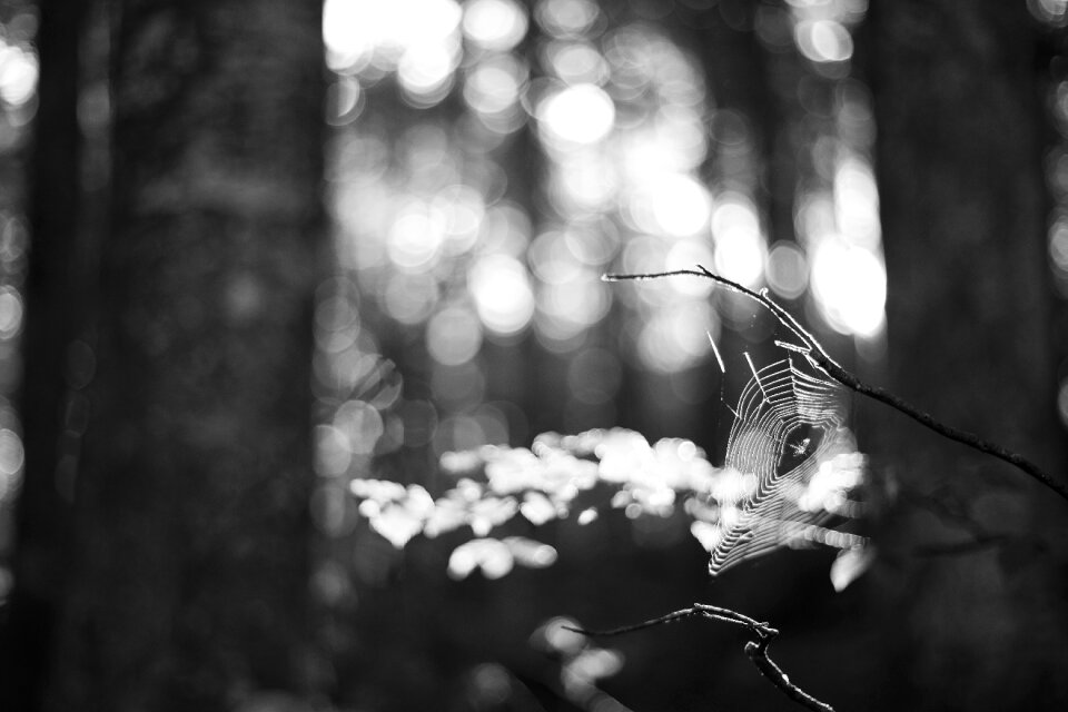 Focus insect light