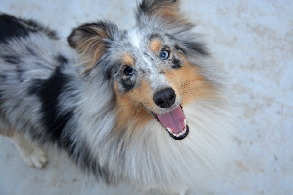 Female domestic animal animal