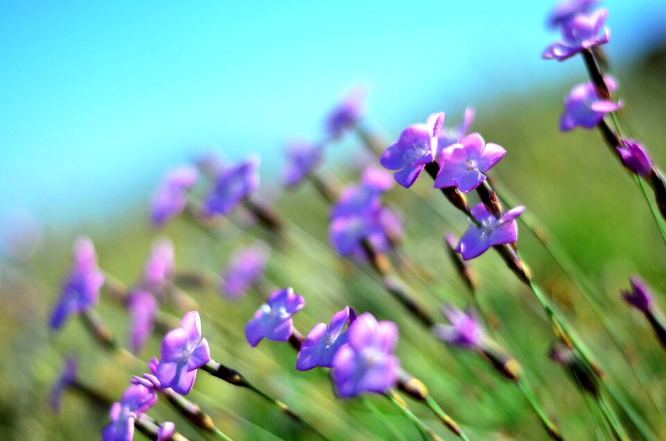 Spring doga macro