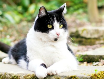 Pet out lying