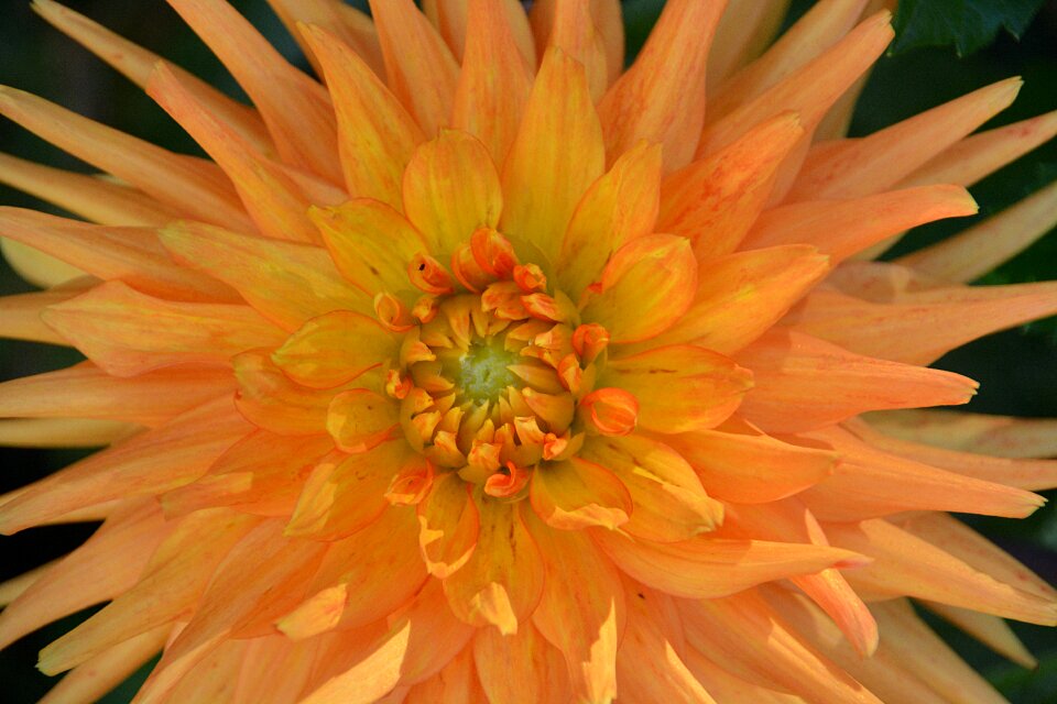 Botany plant flowering