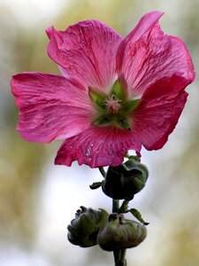 Bloom bud hollyhock flower