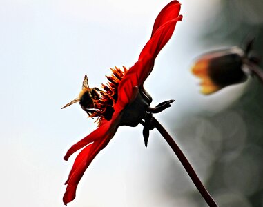 Bloom red red dahlia photo