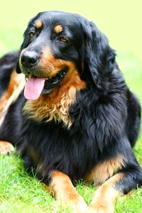 Pet purebred dog lying