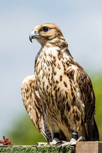 Ptak predator animal photo