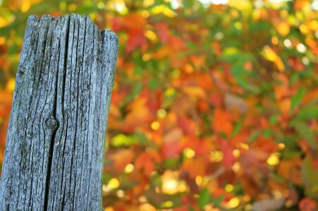 Split autumn color