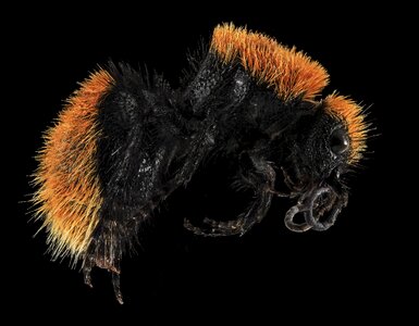 Close up velvet ant insect photo
