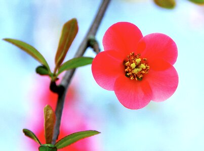 Red petals corolla