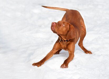 Snow winter purebred dog