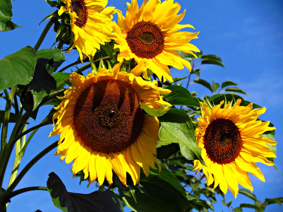 Head summer nature