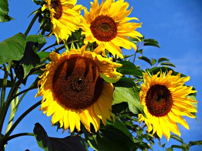 Head summer nature