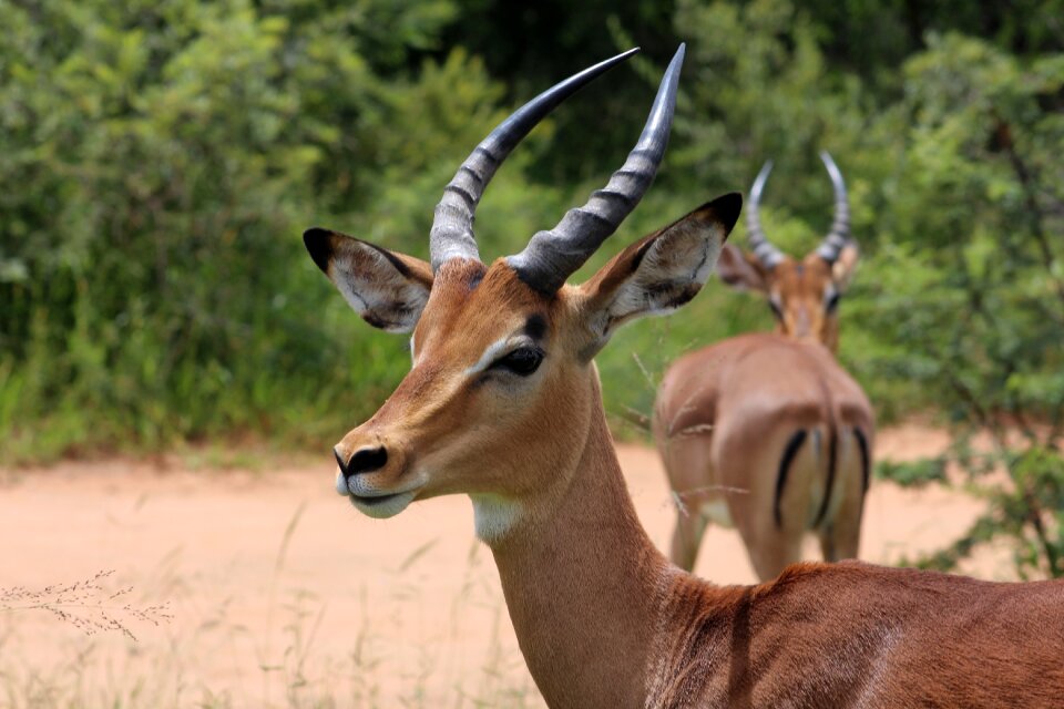 Wildlife wild africa