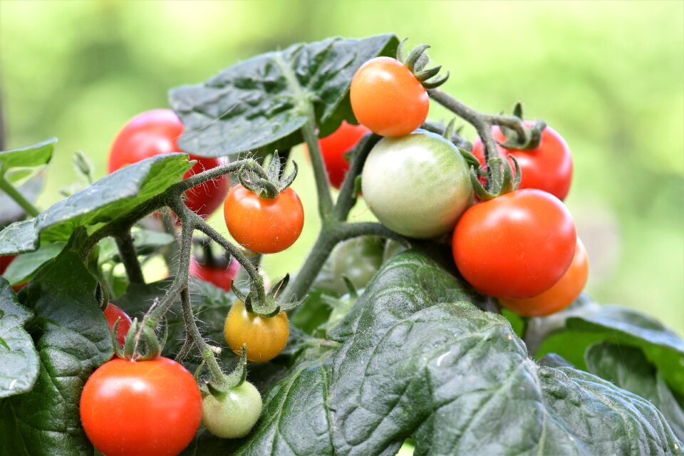 Vegetables food healthy