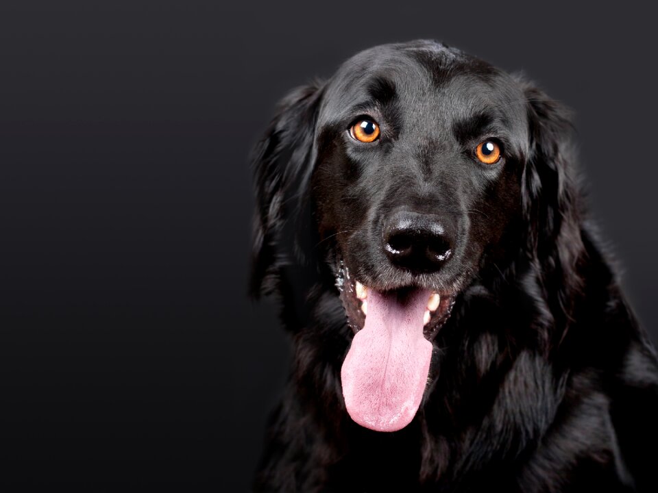 Black dog head gray dog