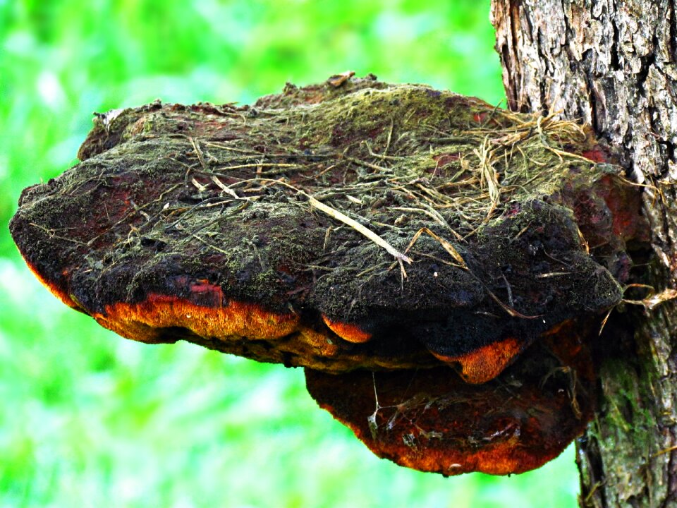 The parasite forest wood hub
