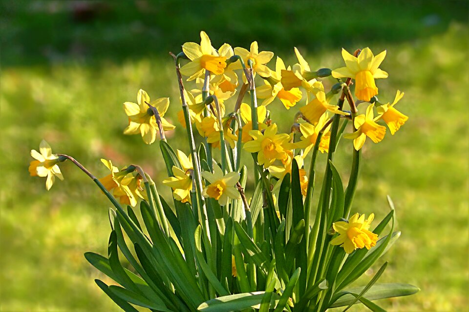 Narcissus yellow spring