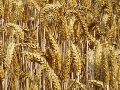 Field crops spike cornfield