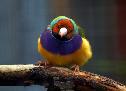 Nature perched colorful photo