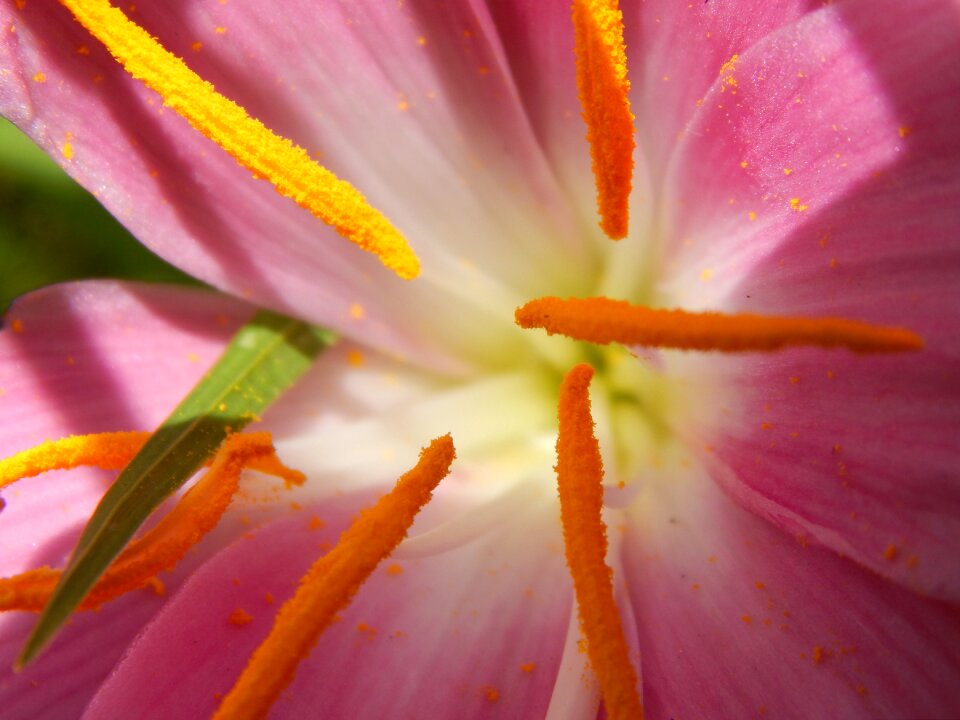 Saffron pistils pink flower