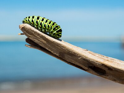 Lepidoptera insect striped
