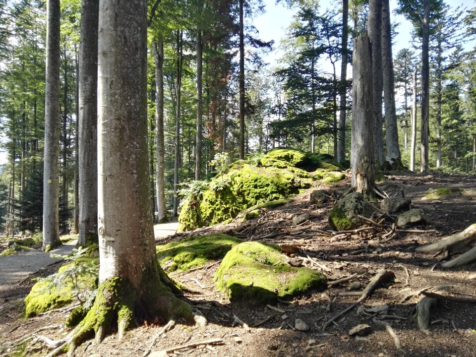 Stone moss nature