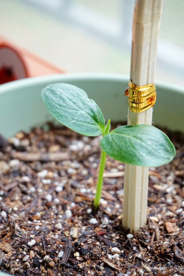 Bud potted plant support